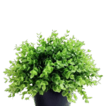 WhatsApp_Image_2025-11-08_at_11.47.25-removebg-preview